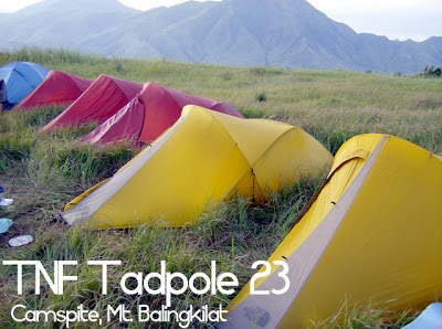 tnf tadpole 23