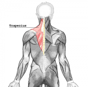 Trapezius