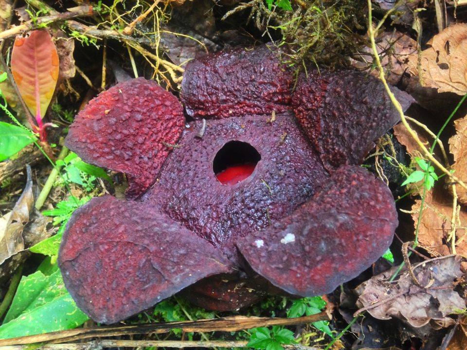 Rafflesia in Mt. Amuyao, Philippines