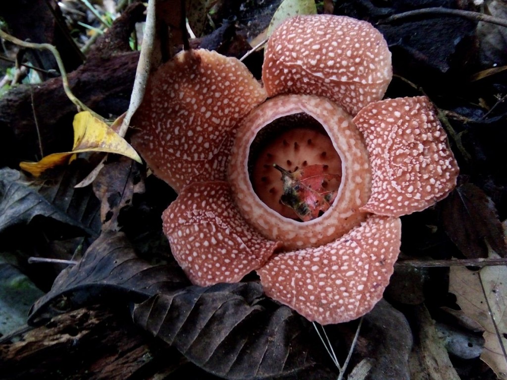 Rafflesia in Sierra Madre, Philippines
