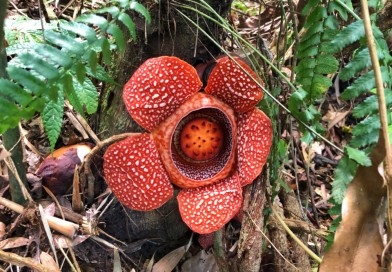 Opinion: Let a thousand rafflesias bloom