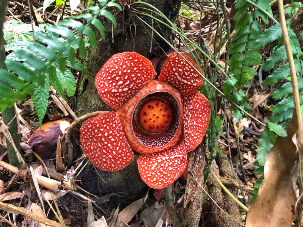 rafflesia inquirer 2