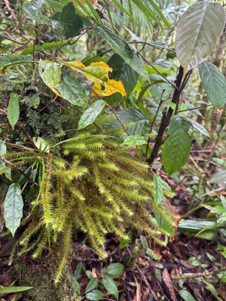 The mountain's upper reaches are mossy and verdant